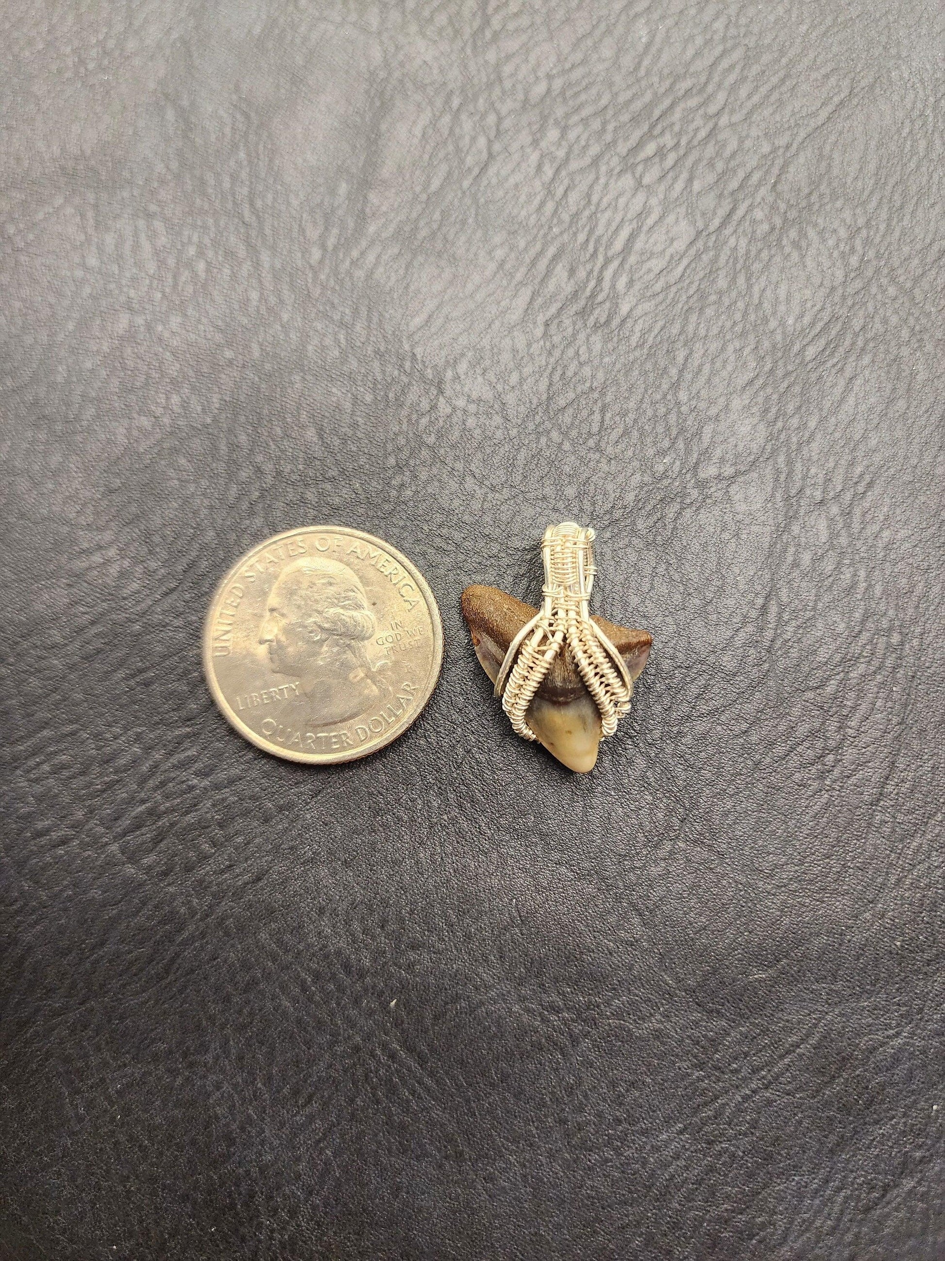 Wire Wrapped Shark Tooth - ST19 - Beaunique Boutique